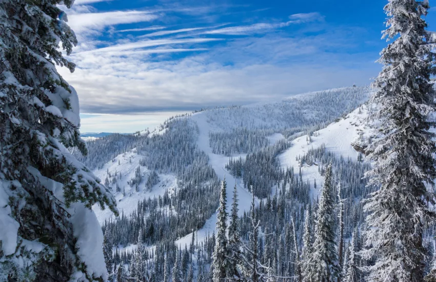 Whitefish